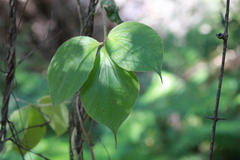 Dioscorea dregeana