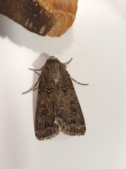 Agrotis bigramma