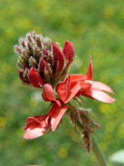 Indigofera tomentosa