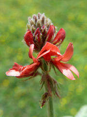 Indigofera tomentosa