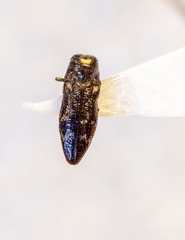 Taphrocerus nicolayi