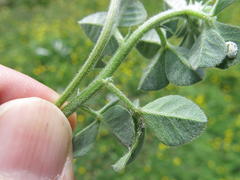Indigofera tomentosa