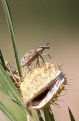 Xanthochelus tropicus