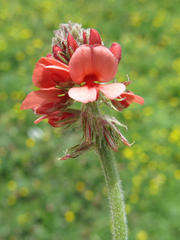 Indigofera tomentosa