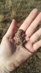 Phrynocephalus guttatus