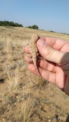 Phrynocephalus guttatus