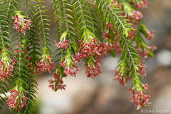Passerina falcifolia