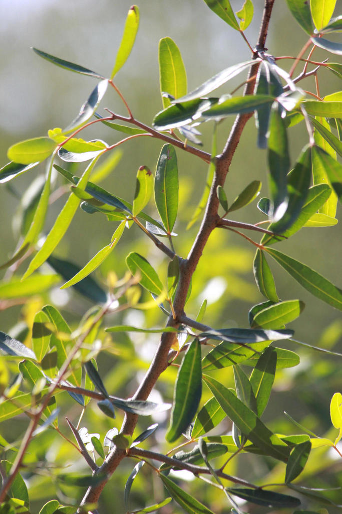 Thorny Karee