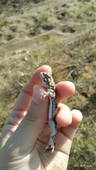 Phrynocephalus guttatus