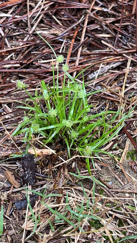 Cyperus brevifolius iNat (2)