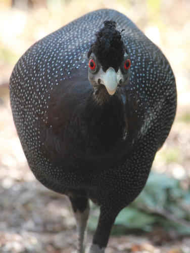 Southern Crested Guineafowl (Guttera edouardi), photo 9