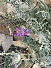Astragalus thurberi