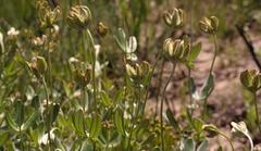 Argyrolobium splendens