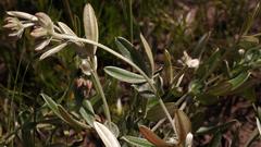 Argyrolobium splendens