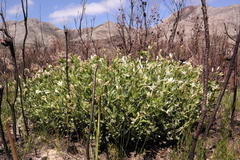 Argyrolobium splendens