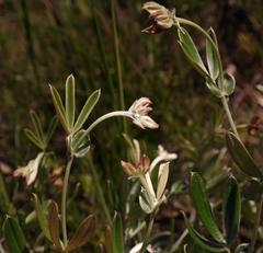 Argyrolobium splendens