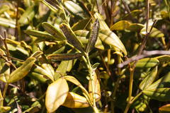 Argyrolobium splendens