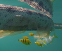 Gnathanodon speciosus