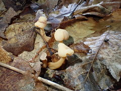 Cudonia lutea