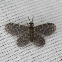 Dilaridae