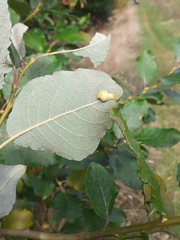 Euura pedunculi