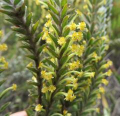 Struthiola tomentosa