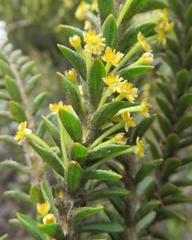Struthiola tomentosa