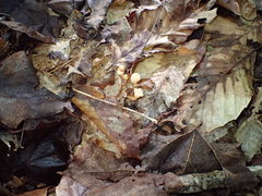 Cudonia lutea