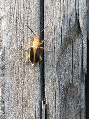 Phyllobrotica limbata