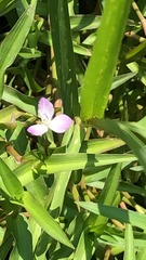 Commelineae