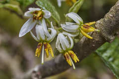 Solanum volubile