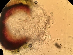 Segestria lectissima