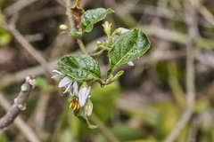 Solanum volubile