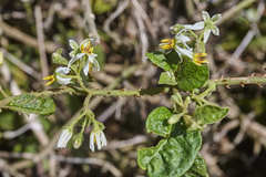 Solanum volubile