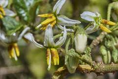 Solanum volubile