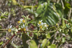 Solanum volubile