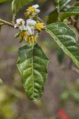 Solanum volubile