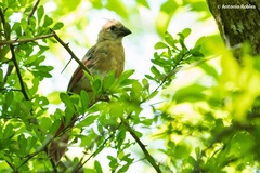 Cardinalis cardinalis mariae