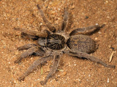 Harpactirella overdijki