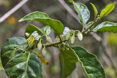 Solanum volubile