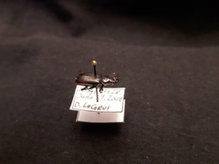 Platycerus depressus