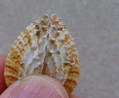 Acanthocardia paucicostata