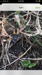 Harmonia axyridis