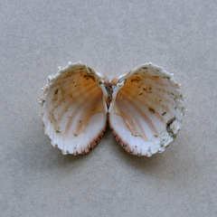 Acanthocardia paucicostata