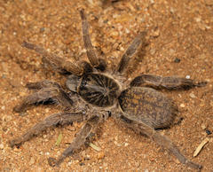 Harpactirella overdijki