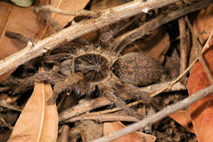 Harpactirella overdijki