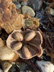 Tripylaster philippii