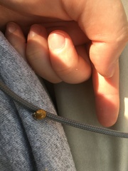 Harmonia axyridis