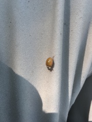 Harmonia axyridis