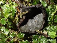Plicariella